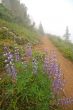 hiking trail in the mountains