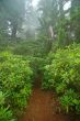 Pacific Northwest Rainforest