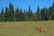 Deer in a meadow