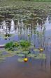 Lilies