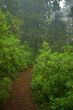 Pacific Northwest Rainforest