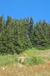 Marmot in a mountain meadow