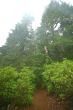 Pacific Northwest Rainforest