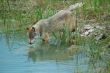 Wolf reflections