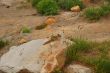 Chipmunk