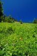 mountain landscape