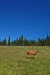 Deer in a meadow
