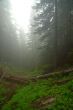 Pacific Northwest Rainforest