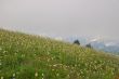 Flowery mountain meadow