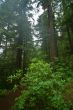 Pacific Northwest Rainforest