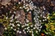 mountain wildflowers