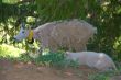 mountain goats