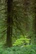 Pacific Northwest Forest
