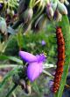 Spiderwort