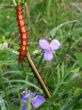 Caterpillar