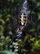 orbweaver