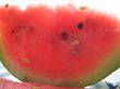 a juicy water-melon