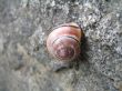 little striped snail glued to the wall