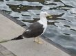 a seagull