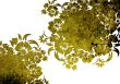 floral style backgrounds frame