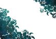 floral style backgrounds frame