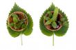 Herbs 008
