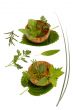 Herbs 006