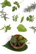 Herbs 004