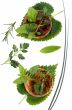 Herbs 003