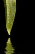 Dewy Leaf 1