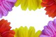 Daisy Background
