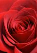 Red Rose Macro