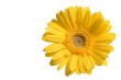 Yellow flower
