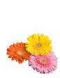 Three Flowers Isolated
