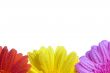 Three Flowers Background