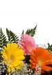 Flowers 4