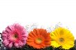Flowers 1
