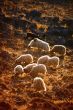 Flock of sheep