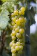 white wine grapes