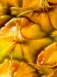 Pineapple Skin Texture