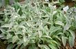 Green Plants