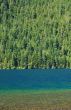 Forest and lake