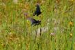 Butterflies in a meadow