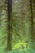 Pacific Northwest Forest