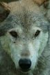 Portrait of a wolf