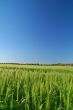 rural spring countryside