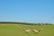 Rural Pasture