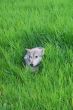 Rocky mountain Grey Wolf