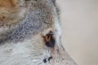 Rocky mountain Grey Wolf