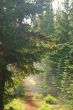Pacific Northwest Forest